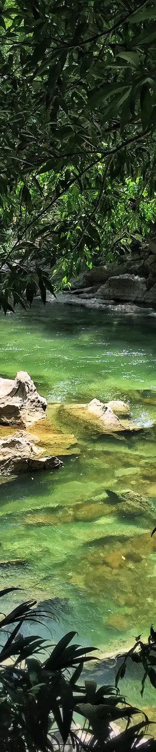 Vielfältige Vegetation im Naturreservat Rio Claro